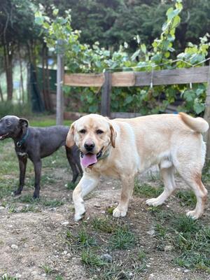 Eros sucht seine zweite Chance, Labrador - Rüde