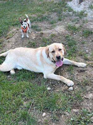Eros sucht seine zweite Chance, Labrador - Rüde