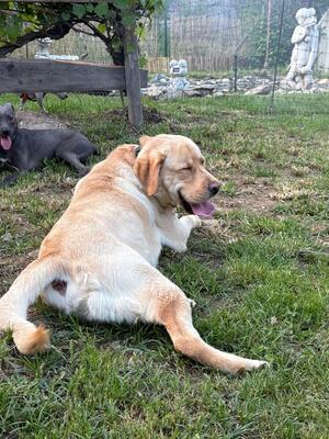 Eros sucht seine zweite Chance, Labrador - Rüde