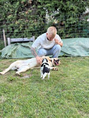 Eros sucht seine zweite Chance, Labrador - Rüde