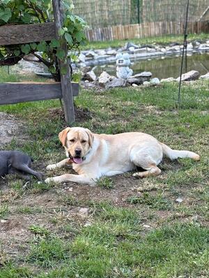 Eros sucht seine zweite Chance, Labrador - Rüde