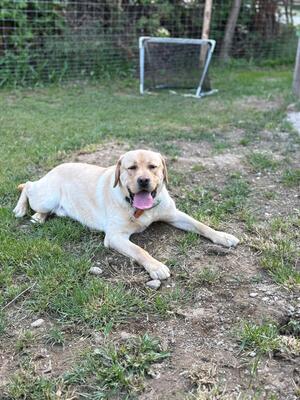 Eros sucht seine zweite Chance, Labrador - Rüde