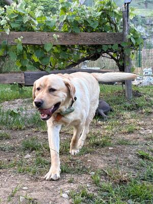 Eros sucht seine zweite Chance, Labrador - Rüde