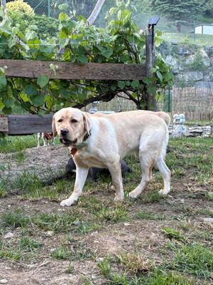 Eros sucht seine zweite Chance, Labrador - Rüde