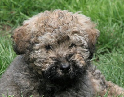 Ervin, Mischling Welpen - Rüde