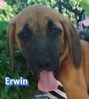 Erwin