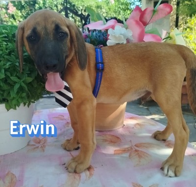 Erwin, Bracken-Mix Welpen - Rüde