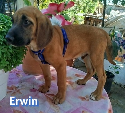 Erwin, Bracken-Mix Welpen - Rüde