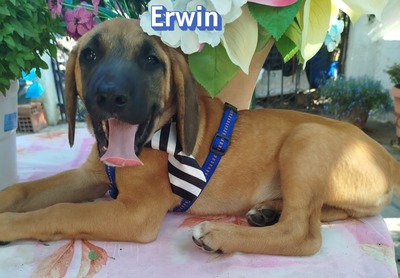 Erwin, Bracken-Mix Welpen - Rüde