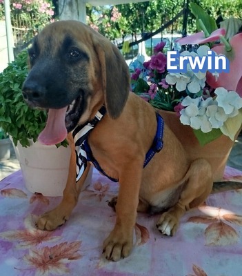 Erwin, Bracken-Mix Welpen - Rüde