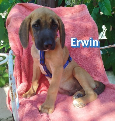 Erwin, Bracken-Mix Welpen - Rüde
