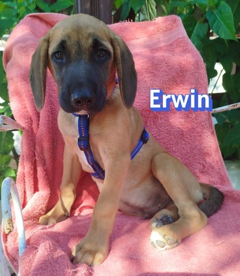 Erwin, Bracken-Mix Welpen - Rüde