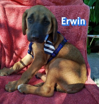 Erwin, Bracken-Mix Welpen - Rüde