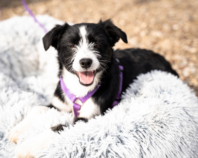 Esina, mischling Welpen - Hündin