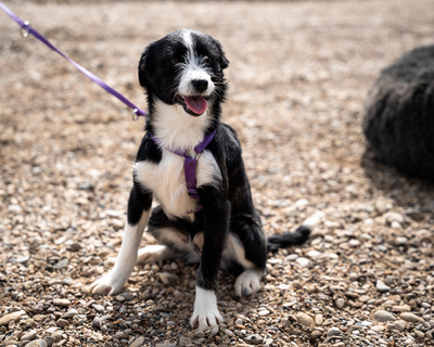 Esina, mischling Welpen - Hündin