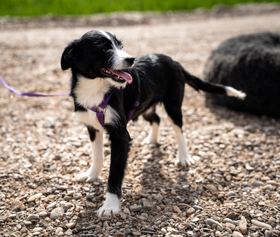 Esina, mischling Welpen - Hündin