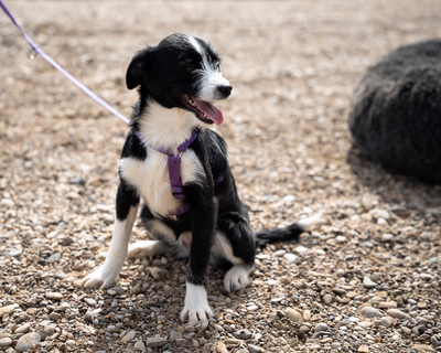 Esina, mischling Welpen - Hündin