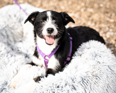 Esina, mischling Welpen - Hündin