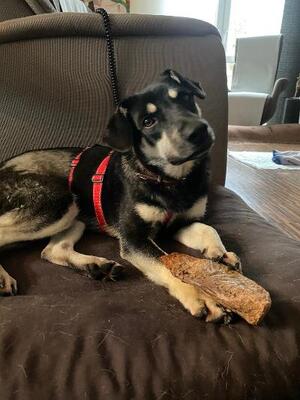 Esra, Mischling - Hündin