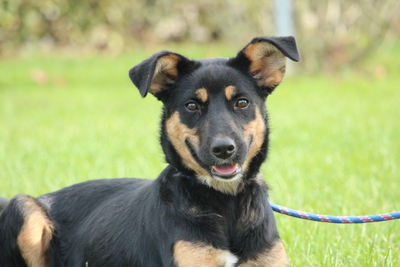 Essa, Mischling - Hündin