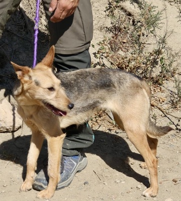 Estela, Mix - Hündin