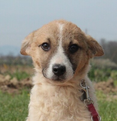 Estelle, Mischlilng Welpen - Hündin