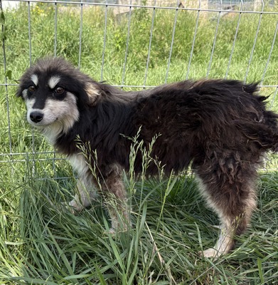 Esther, Mix - Hündin