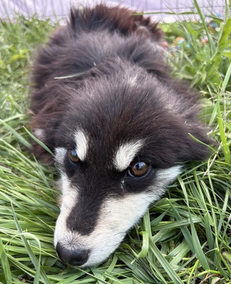 Esther, Mix - Hündin