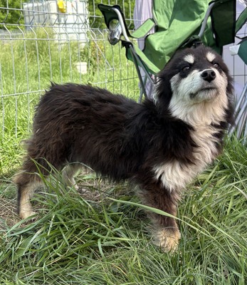 Esther, Mix - Hündin