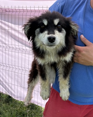 Esther, Mix - Hündin