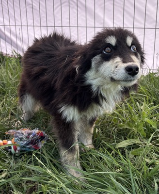 Esther, Mix - Hündin