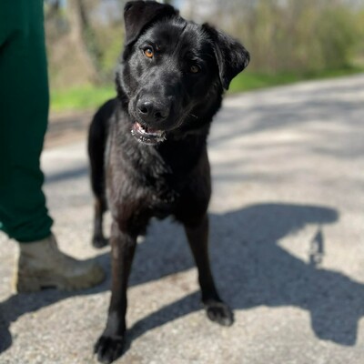 🌺Esther ist selbstbewusst, sehr freundlich und liebenswert 💐, Mischlingshündin - Hündin