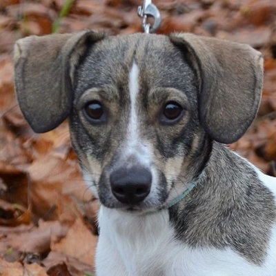 Eta kleine süße Jack Russel Terrier Mixhündin sucht kleines Körbchen, - Hündin