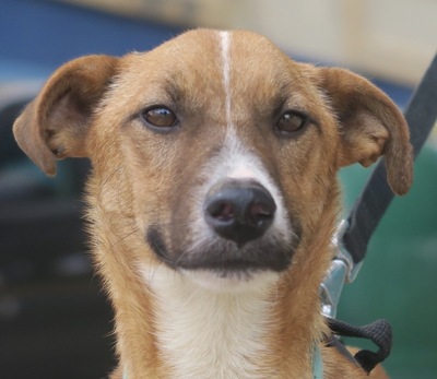 Ethel, Mix - Hündin