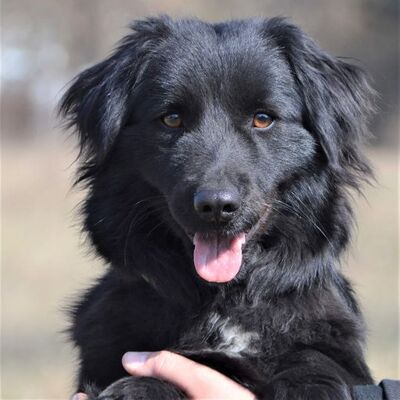 💖💖Etna ist ein süßer Junghund, der auch lieb und freundlich mit Kindern umgeht🌈😍, Mischling - Hündin