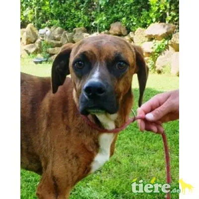 Euclide, zarter Hundejunge sucht Familie - Rüde