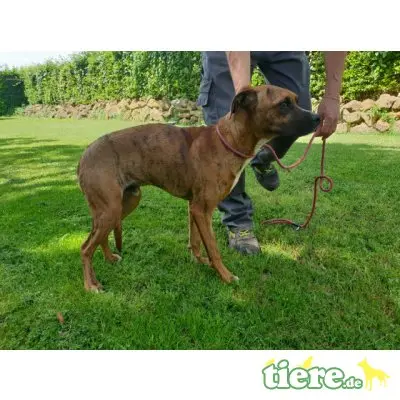 Euclide, zarter Hundejunge sucht Familie - Rüde