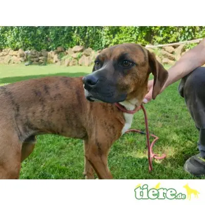 Euclide, zarter Hundejunge sucht Familie - Rüde