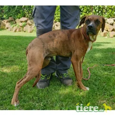 Euclide, zarter Hundejunge sucht Familie - Rüde