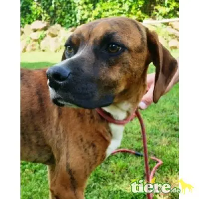Euclide, zarter Hundejunge sucht Familie - Rüde