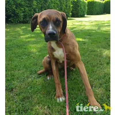 Euclide, zarter Hundejunge sucht Familie - Rüde