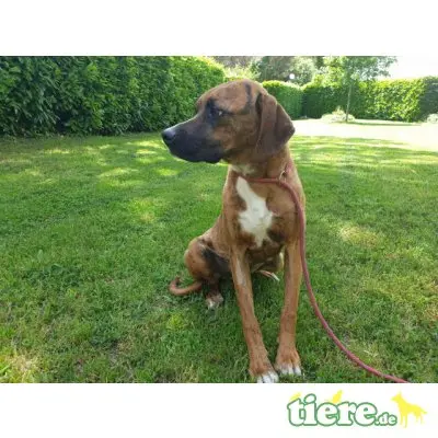 Euclide, zarter Hundejunge sucht Familie - Rüde