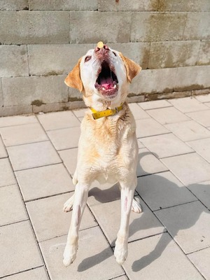 Eugen, Labrador-Mischling - Rüde