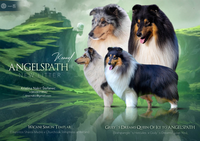Euphoria From Angels Path, Colliemischling Welpen - Hündin