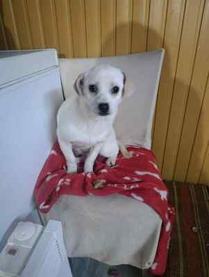 Eva, eine kleine Hundeseele auf dem Weg ins Vertrauen, Herzenshund - Hündin