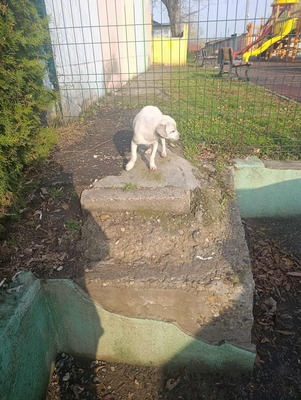 Eva, eine kleine Hundeseele auf dem Weg ins Vertrauen, Mischling - Hündin