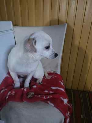 Eva, eine kleine Hundeseele auf dem Weg ins Vertrauen, Mischling - Hündin