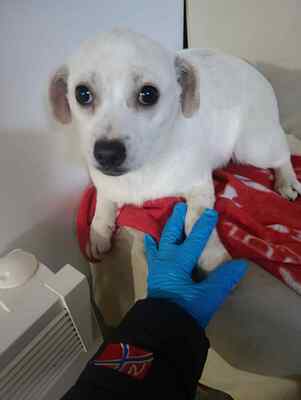 Eva, eine kleine Hundeseele auf dem Weg ins Vertrauen, Mischling - Hündin