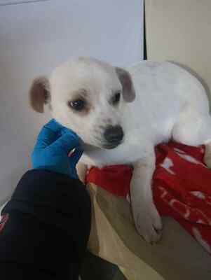 Eva, eine kleine Hundeseele auf dem Weg ins Vertrauen, Mischling - Hündin