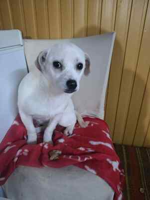 Eva, eine kleine Hundeseele auf dem Weg ins Vertrauen, Mischling - Hündin